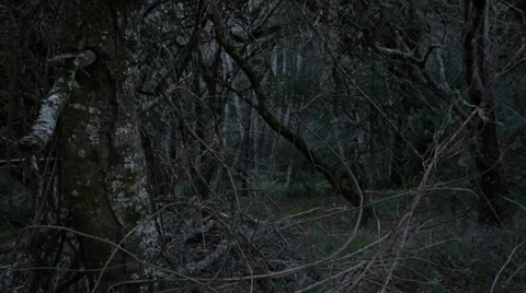 Spooky Forrest Stock Footage 34422261