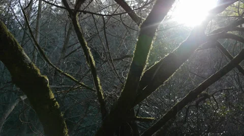 Spooky Forrest sunset Stock Footage 34422267