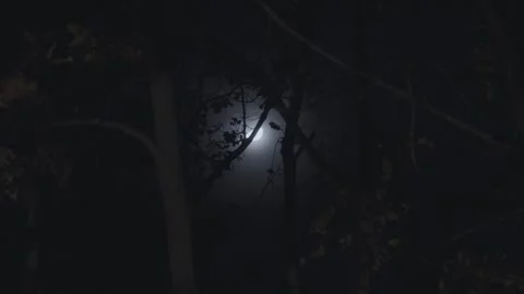 Spooky full moon shining through dark forest trees 스톡 동영상 339098359
