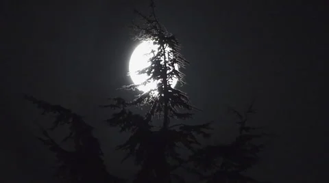 Spooky Full Moon Through Pine Tree Video stock 41926323