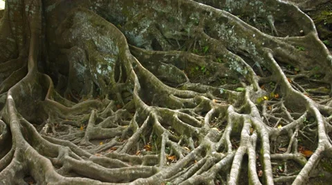 Spooky, Gnarled Surface Roots of an Enormous Tropical Tree Video stock 56532486