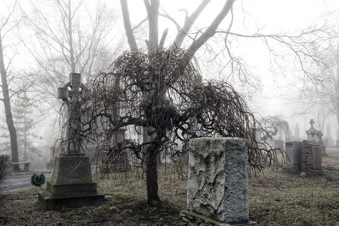 Spooky graveyard scene complete in deep fog Stock Photos