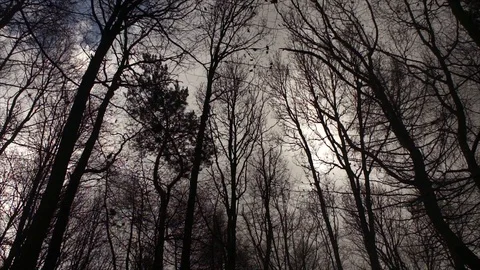 Spooky Grey Forest - Trees Sways in Stormy Woodland Stock Footage 110046009