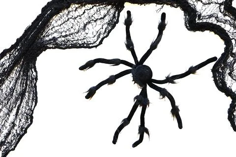 Spooky Halloween Spider and black spider net web Foto stock