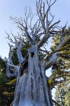 Spooky halloween tree. Foto stock