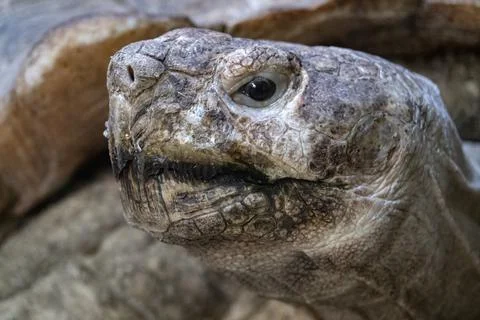 Spooky head of old big turtle. 스톡 사진