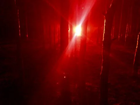 Spooky light in a forest Stock Photos