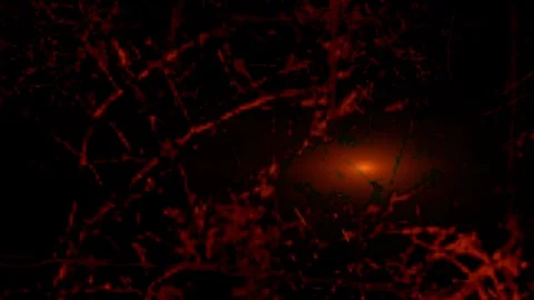 Spooky Lights in the Dark Woods 動画素材 90235692