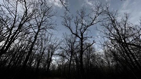 Spooky looking trees with no leaves blowing in the wind with a pale colored sky  Stock Footage 220289190