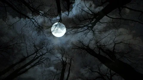 Spooky moon night. trees silhouette. horror scary mystery Stock Footage