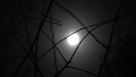 Spooky Moon through the Tree Branches. View of the Moon through the Forest Trees Stock Footage 306540434