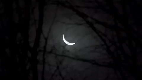 Spooky Moon through the Tree Branches. View of the Moon through the Forest Trees Stock Footage 306540438