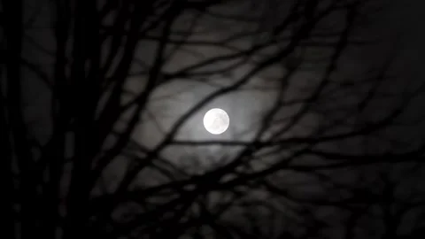 Spooky Moon through the Tree Branches. View of the Moon through the Forest Trees Stock Footage 306540456