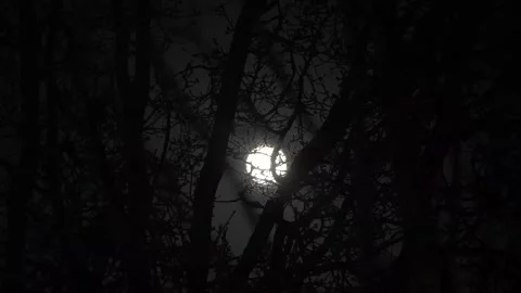 Spooky Moon through the Tree Branches. View of the Moon through the Forest Trees Stock Footage 306540463
