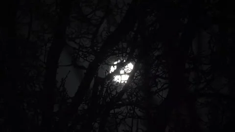 Spooky Moon through the Tree Branches. View of the Moon through the Forest Trees Stock Footage 306540667