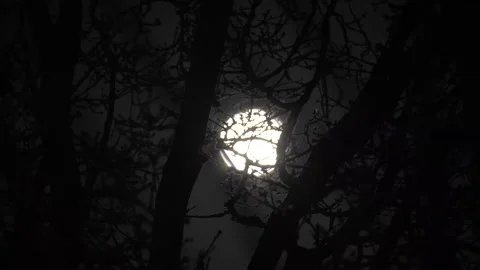 Spooky Moon through the Tree Branches. View of the Moon through the Forest Trees Stock Footage 306540717