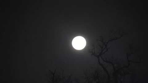 Spooky Moon through the Tree Branches. View of the Moon through the Forest Trees Stock Footage 306540869