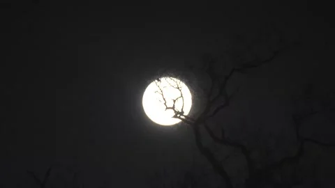 Spooky Moon through the Tree Branches. View of the Moon through the Forest Trees Stock Footage 306540870
