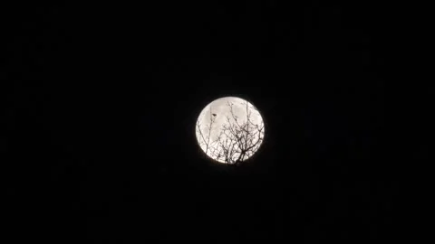 Spooky Moon through the Tree Branches. View of the Moon through the Forest Trees Stock Footage 306540886