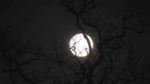 Spooky Moon through the Tree Branches. View of the Moon through the Forest Trees Stock Footage 306540960