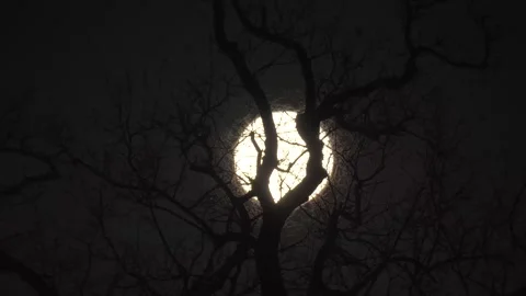 Spooky Moon through the Tree Branches. View of the Moon through the Forest Trees Stock Footage 306540986