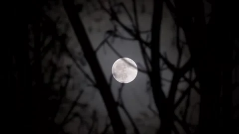 Spooky Moon through the Tree Branches. View of the Moon through the Forest Trees Stock Footage 306541078