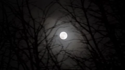 Spooky Moon through the Tree Branches. View of the Moon through the Forest Trees Stock Footage 306541079