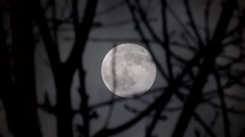 Spooky Moon through the Tree Branches. View of the Moon through the Forest Trees Stock Footage 306541101