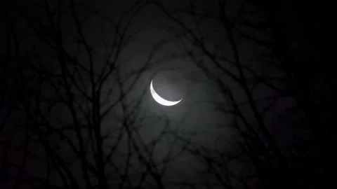 Spooky Moon through the Tree Branches. View of the Moon through the Forest Trees Stock Footage 306541140