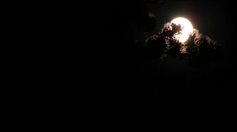 Spooky moonrise behind tree Stock Footage 52142454