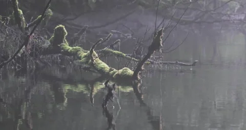 Spooky Moss Spiderweb Dead Branch Misty River Reflection Dusk Alaska Stock Footage 246783256