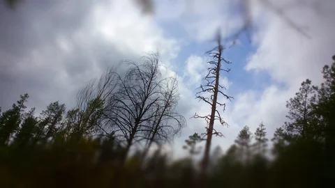 Spooky pine forest in winter Stock Footage 88629291