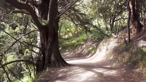 Spooky Pine Tree Forest Path Vídeo Stock 87863667
