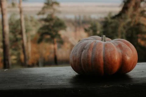 Spooky pumpkin in the forest. Stock Photos