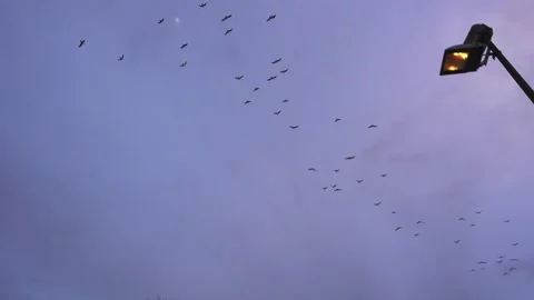 Spooky ravens flying and chirping in beauitful purpleish night sky, halloween Stock Footage 141435005