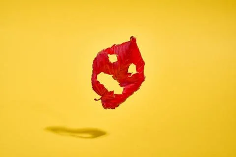 Spooky red leaf with halloween face falling on bold yellow background. October Stock Photos