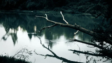 Spooky river scene Stock Footage 68382784
