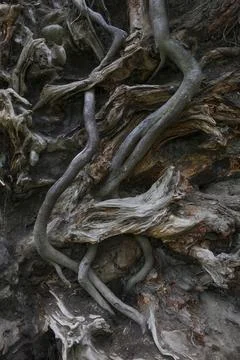 Spooky Roots Stock Photos