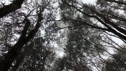 Spooky scary forest spinning looking up at the sky Stock Footage 103487743