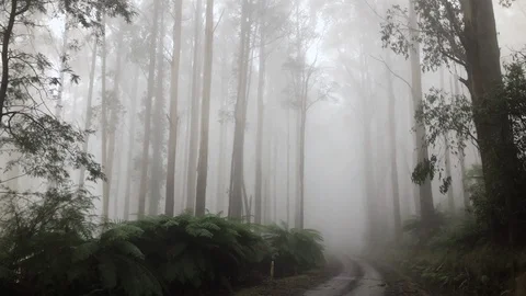 Spooky scary misty forest trees panning from right to left Stock Footage 103487726