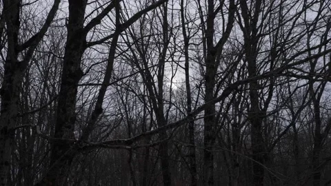 Spooky silhouettes of dark winter forest. Light snow falling. Stockbeeldmateriaal 166641957