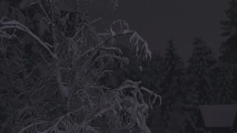 Spooky Snow-Covered Tree Branches At Night Stock Footage 260847426