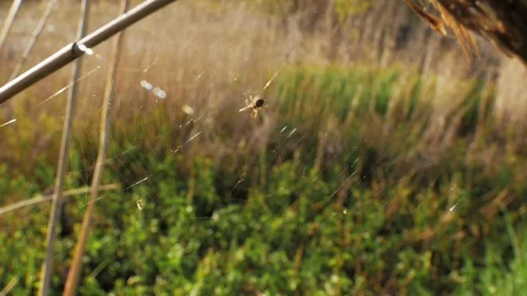 Spooky spider hunter caught in spiderweb prey closeup background charming field. Stock Footage 119934362