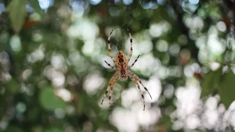 Spooky Spider Waiting for Prey in Web Stock Footage 315313783