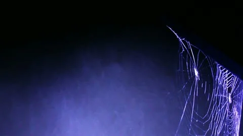 Spooky spider web Stock Footage 11533638