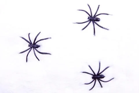 Spooky spiders Stock Photos