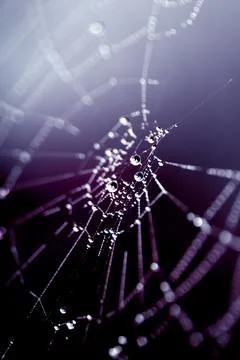Spooky spiderweb spider web with water droplets close up background Stock Photos