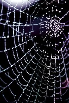 Spooky spiderweb spider web with water droplets close up background Stock Photos