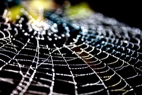 Spooky spiderweb spider web with water droplets close up background Stock Photos