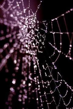 Spooky spiderweb spider web with water droplets close up background Stock Photos